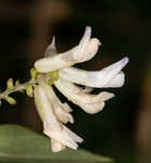 Hog Peanut